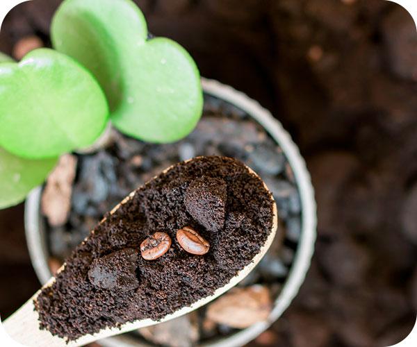 Krups Espr Stm&Pump Authent C50 XP381810