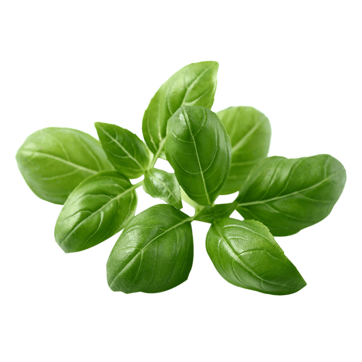 Σπόροι CLICK & GROW Για Βασιλικό Με Το Χώμα Τους (3 Τεμάχια) - 2