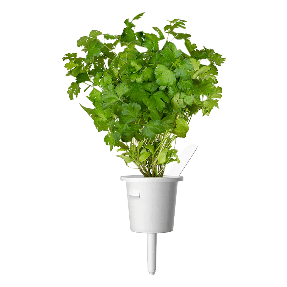Σπόροι CLICK & GROW Για Μαϊντανό Με Το Χώμα Τους (3 Τεμάχια) - 2