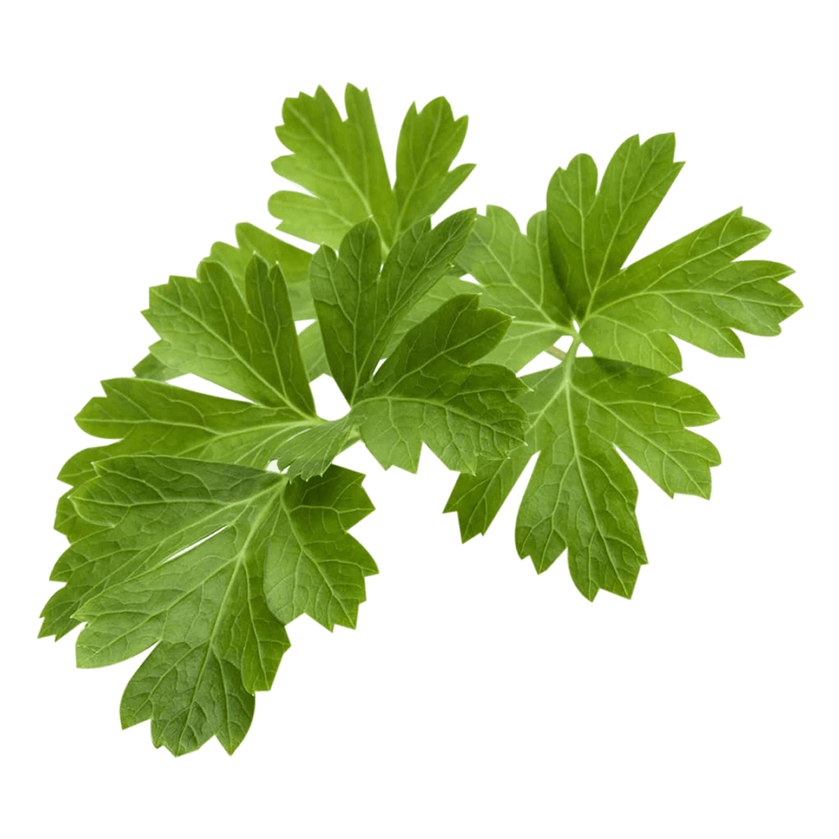 Σπόροι CLICK & GROW Για Μαϊντανό Με Το Χώμα Τους (3 Τεμάχια) - 3