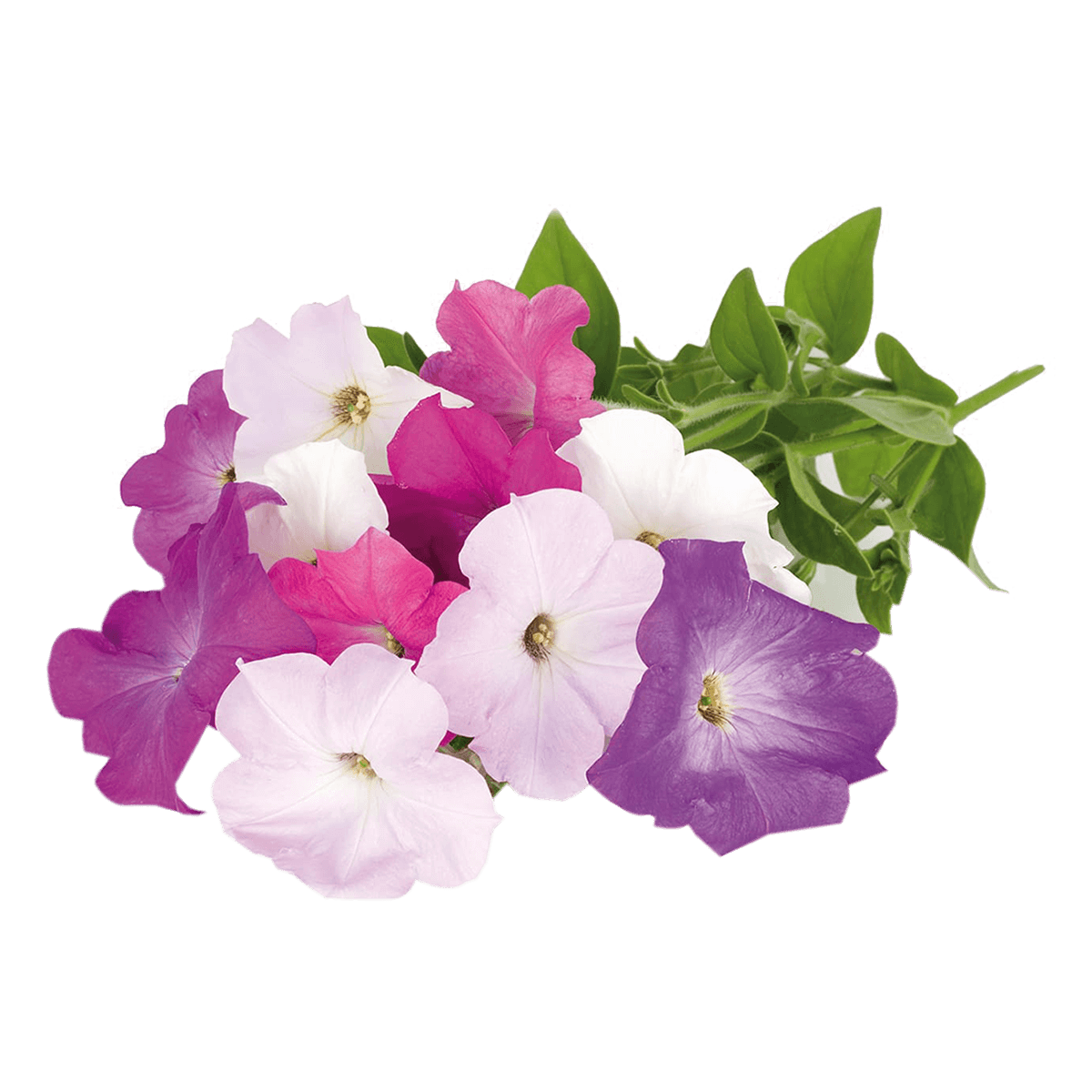 Σπόροι CLICK & GROW Για Πετούνια Με Το Χώμα Τους (3 Τεμάχια) - 2
