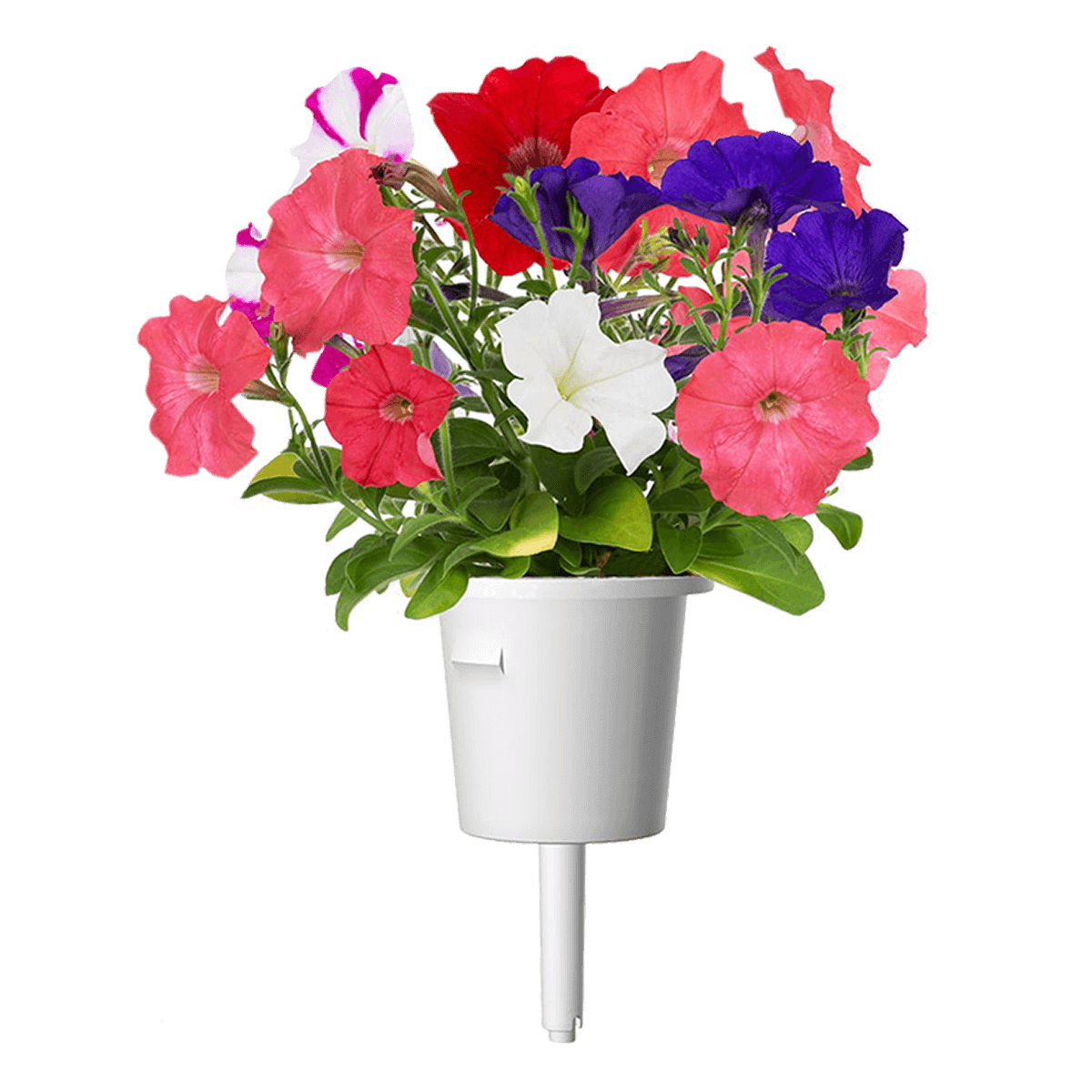 Σπόροι CLICK & GROW Για Πετούνια Με Το Χώμα Τους (3 Τεμάχια) - 3