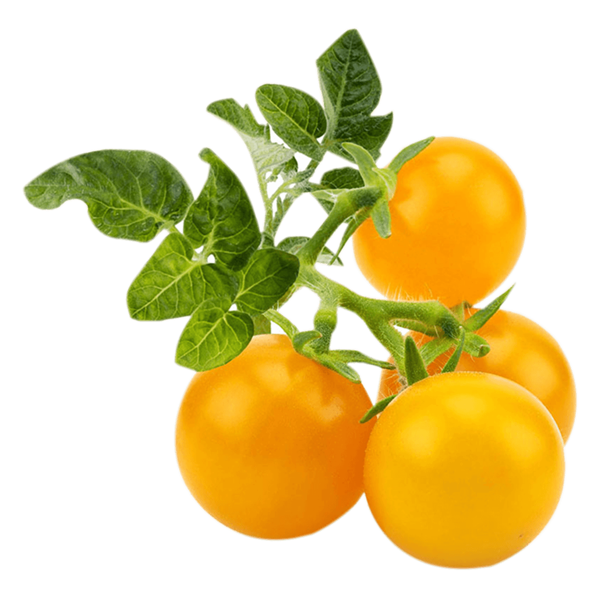 Σπόροι CLICK & GROW Για Κίτρινα Τοματίνια Με Το Χώμα Τους (3 Τεμάχια) - 2