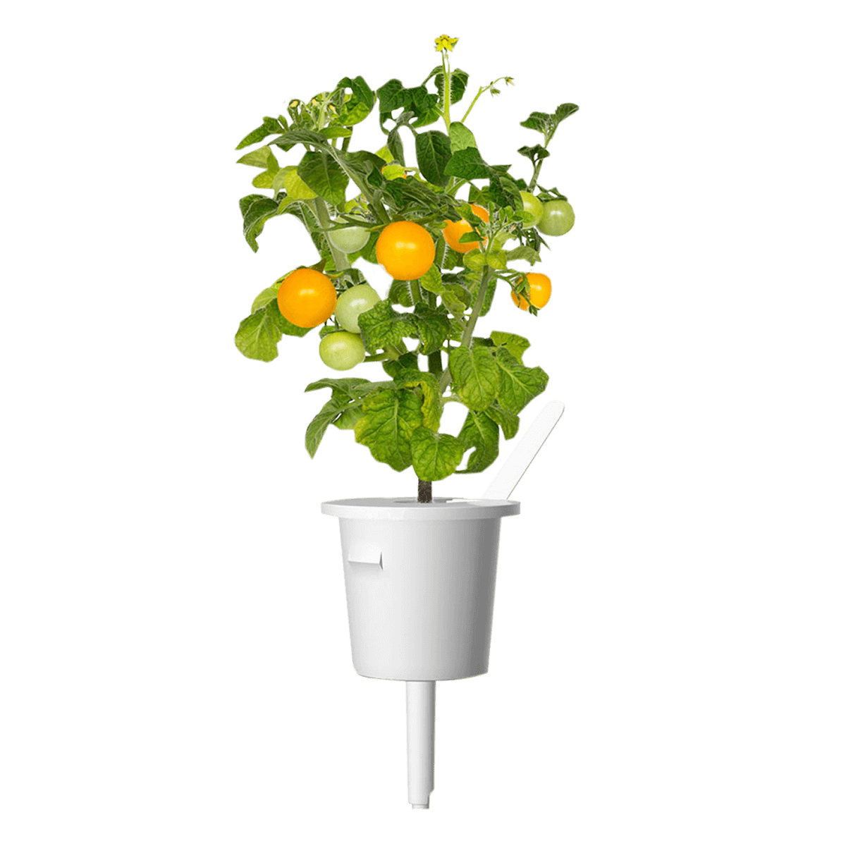 Σπόροι CLICK & GROW Για Κίτρινα Τοματίνια Με Το Χώμα Τους (3 Τεμάχια) - 3