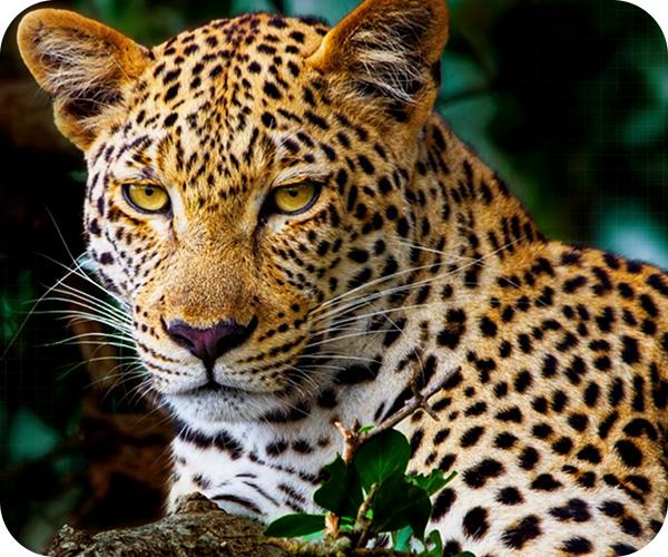 LG C5 OLED evo 4K Smart TV Τηλεόραση AI Picture Pro