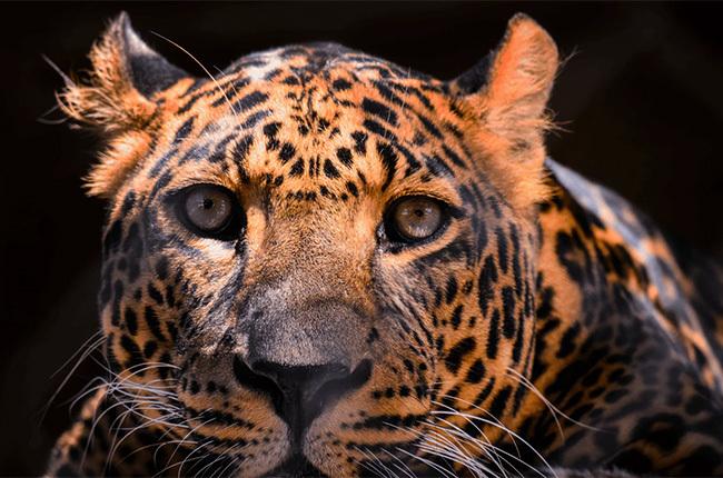 XGIMI Horizon 20 Pro φορητός projector